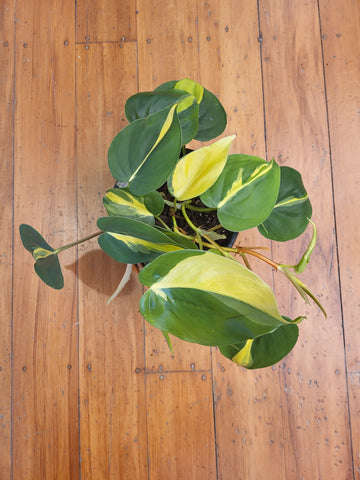 Philodendron Brasil 14cm