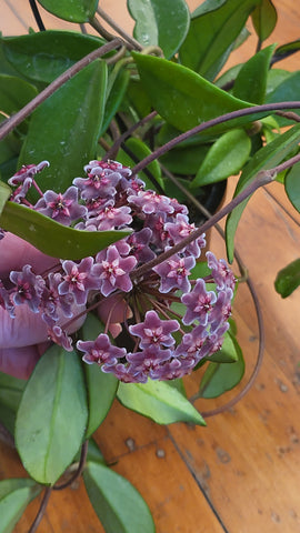 Hoya Pubicalyx 'Red Buttons' 17cm Basket