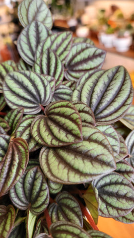 Peperomia Piccolo Banda