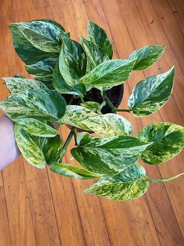 Epipremnum aureum -  Marble Queen 14cm