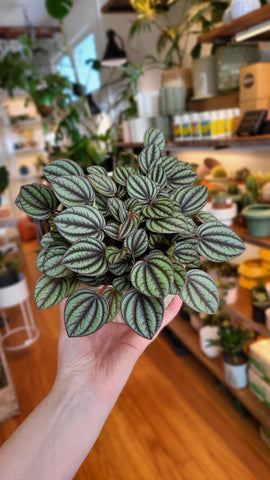 Peperomia Piccolo Banda