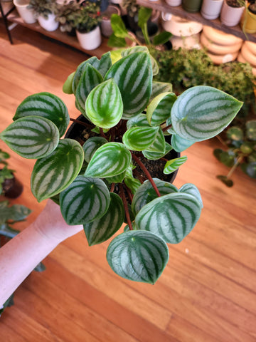 Peperomia Argyreia 'Watermelon Peperomia' 12cm