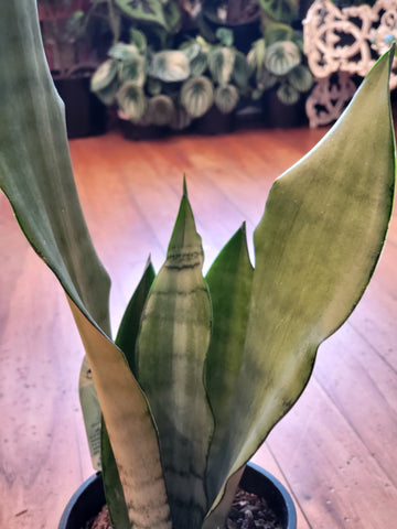 Sansevieria Moonshine 14cm