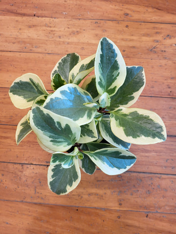 Peperomia Albo-Marginata 12cm