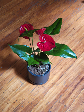 Anthurium Cirano in Black Zurich Planter