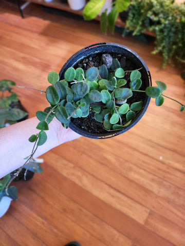 Hoya Serpens 12cm