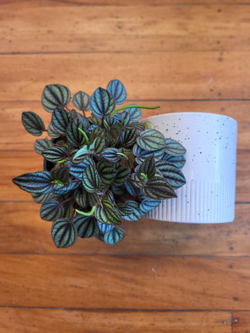 Peperomia Piccolo in Grey Dune Planter