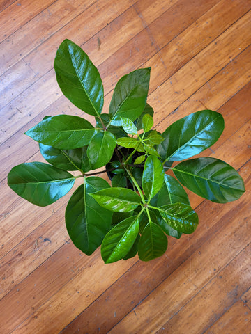 Umbrella Tree - Schefflera Alpine 14cm