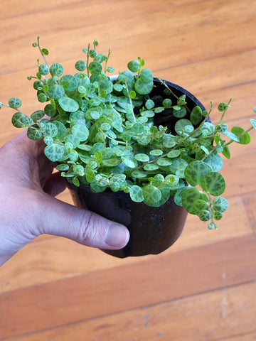 Peperomia Prostrata 'String of Turtles' 10cm