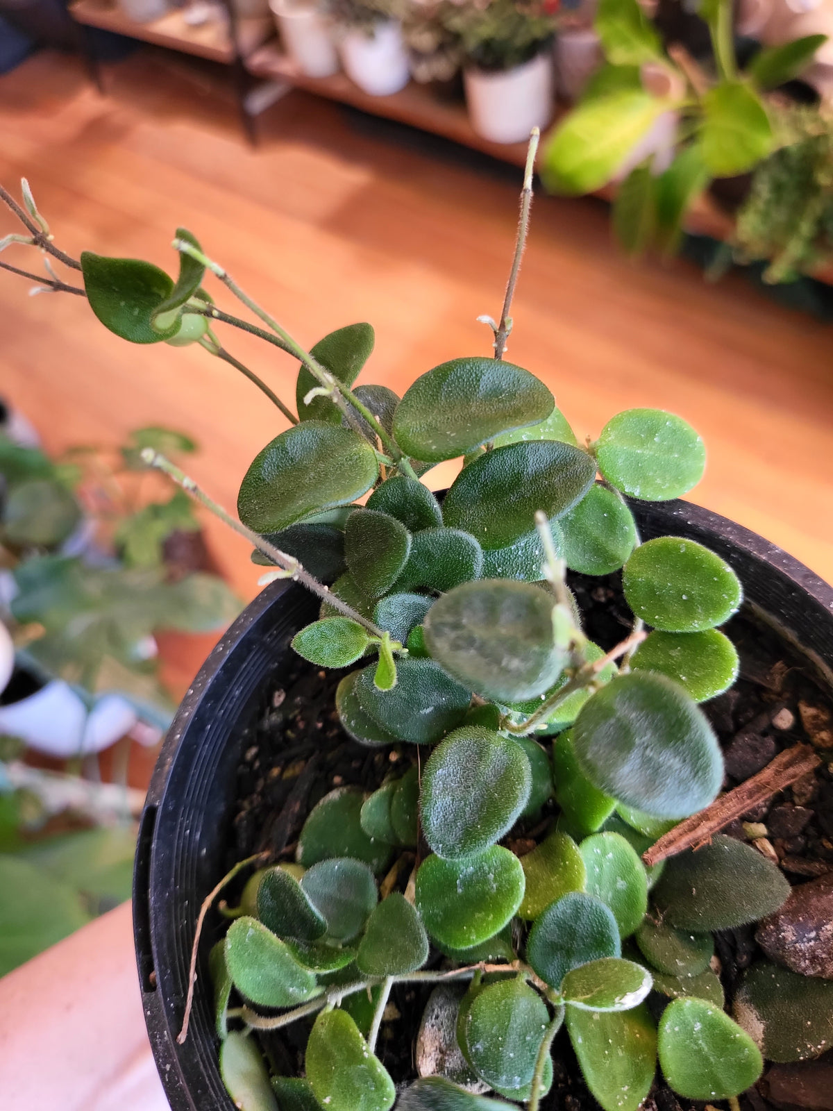 Hoya Serpens 12cm