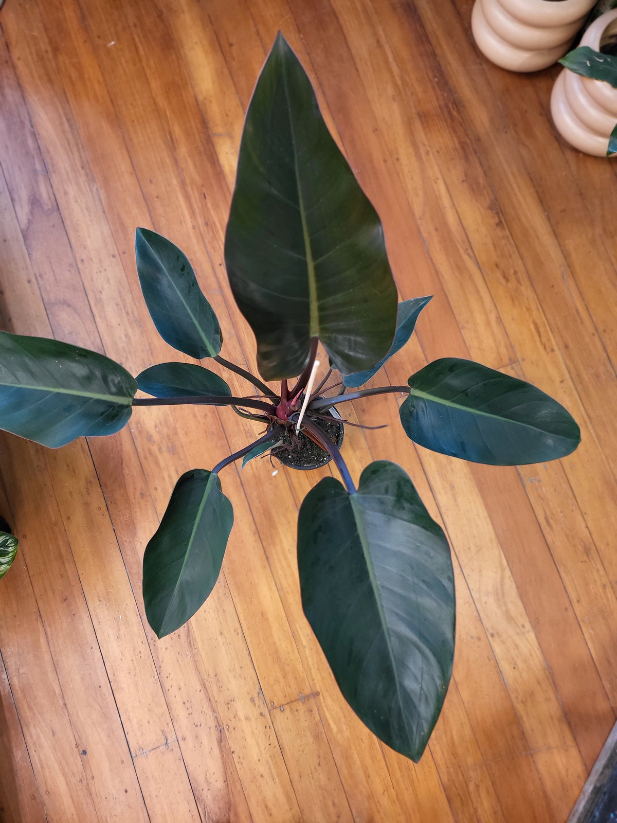 Philodendron Sun Red