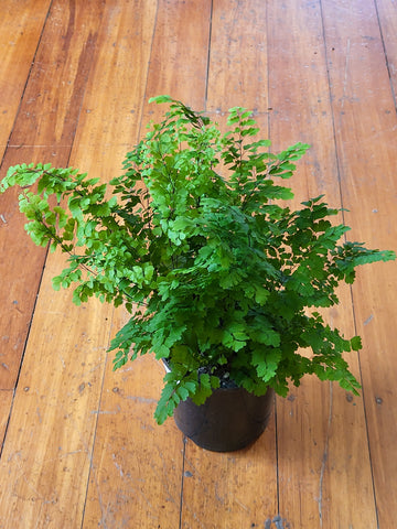 Adiantum 'Ocean Spray Maidenhair Fern'