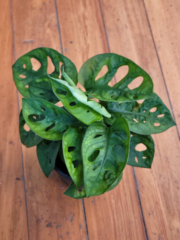 Monstera Monkey Mask 12cm