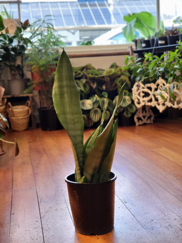 Sansevieria Moonshine 14cm