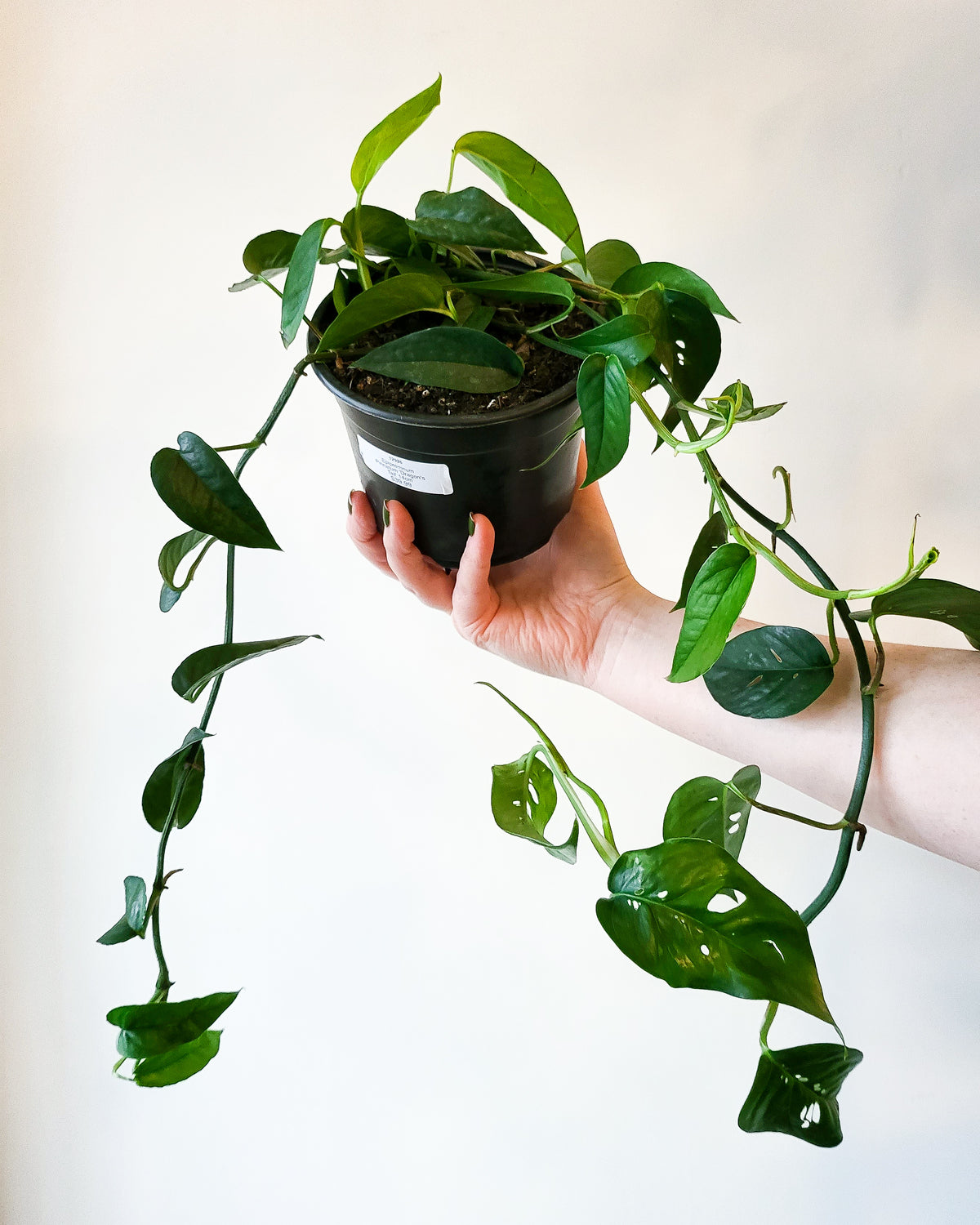 Epipremnum Pinnatum 'Dragon's Tail'