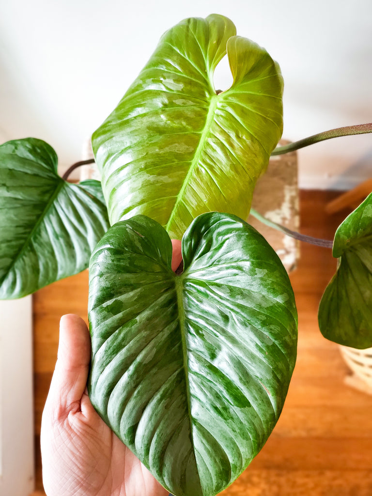 Philodendron Sodiroi – The Power Plant