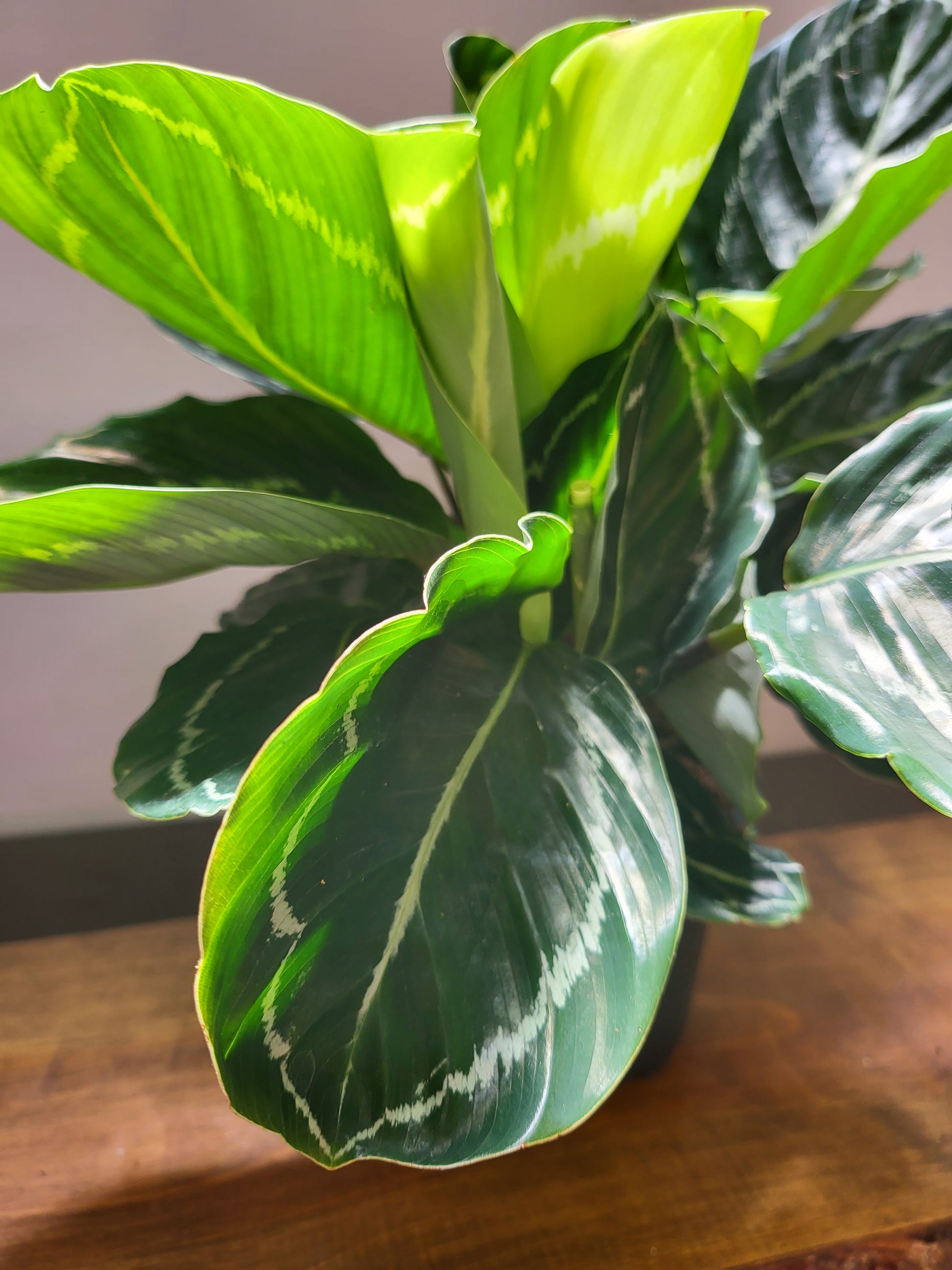 Calathea Green Goddess 14cm – The Power Plant