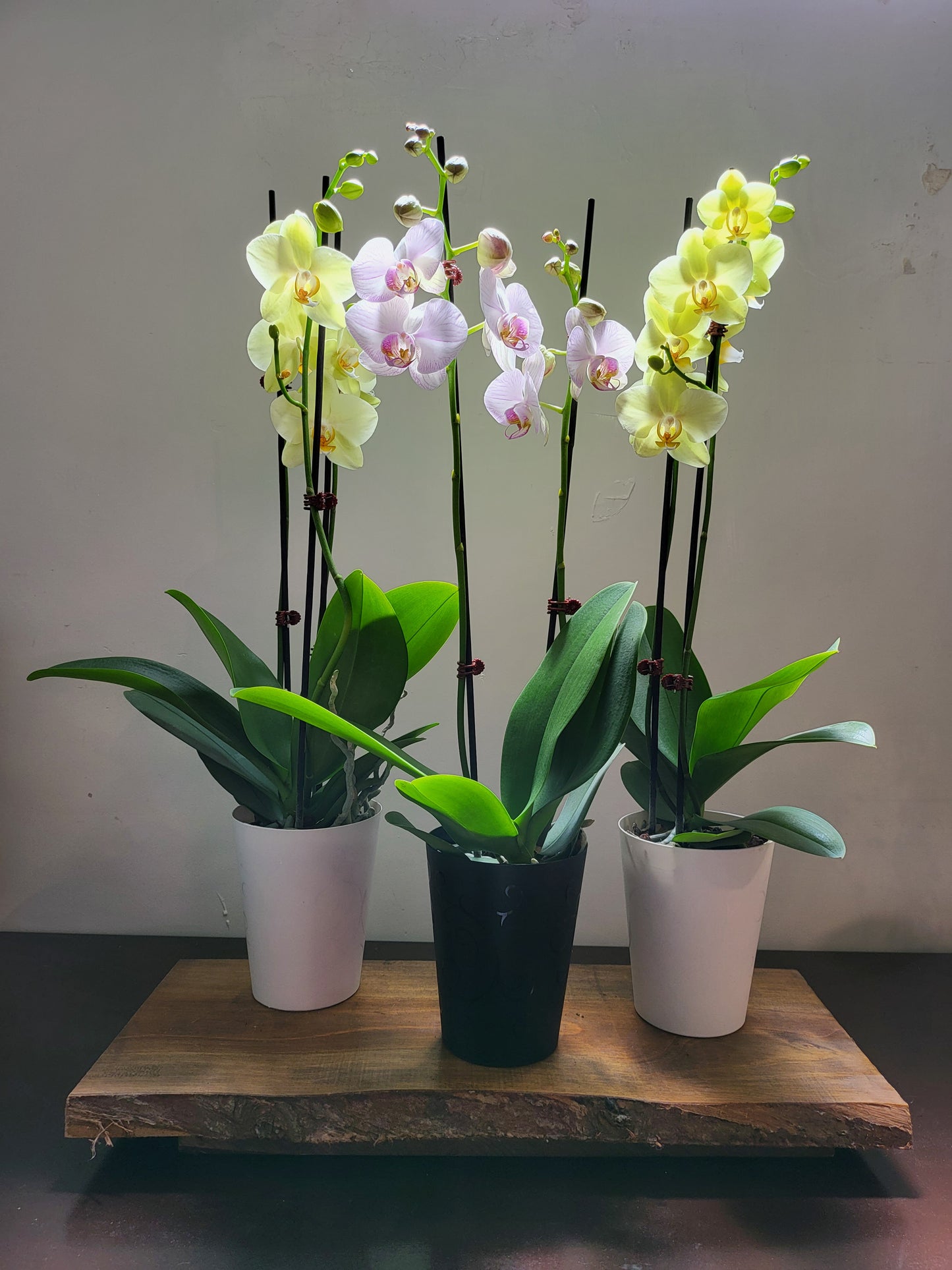 Phalaenopsis Orchid 'Double Spike' 12cm
