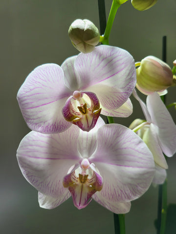 Phalaenopsis Orchid 'Double Spike' 12cm