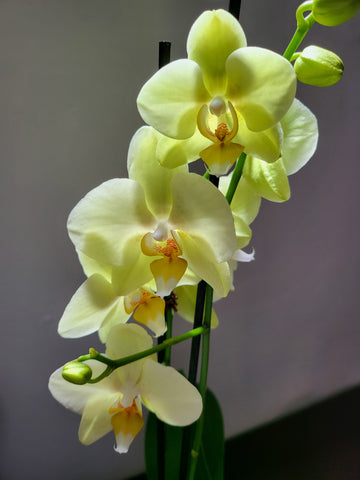 Phalaenopsis Orchid 'Double Spike' 12cm