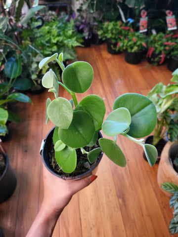 Peperomia Incana 12cm