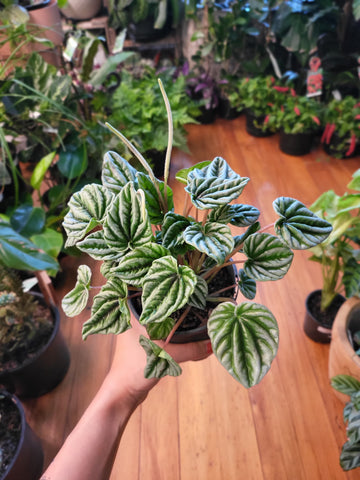 Peperomia Caperata 'Silver Ripple' 12cm