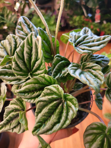 Peperomia Caperata 'Silver Ripple' 12cm