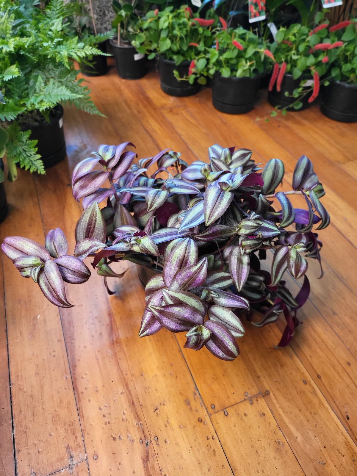 Tradescantia Zebrina 17cm Basket