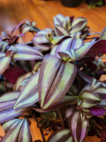 Tradescantia Zebrina 17cm Basket