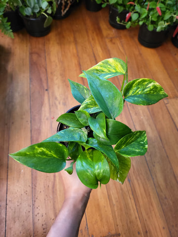 Epipremnum Aureum 'Golden Pothos' 13cm