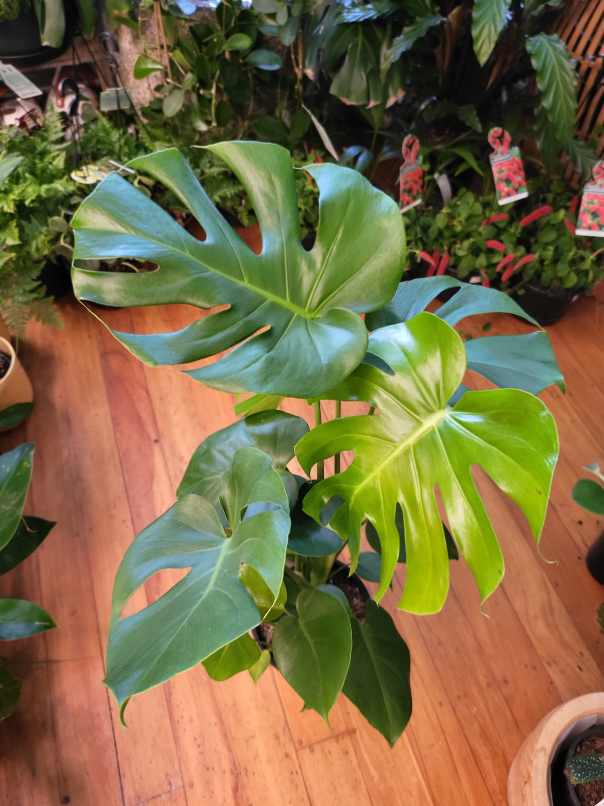 Monstera Deliciosa 18cm