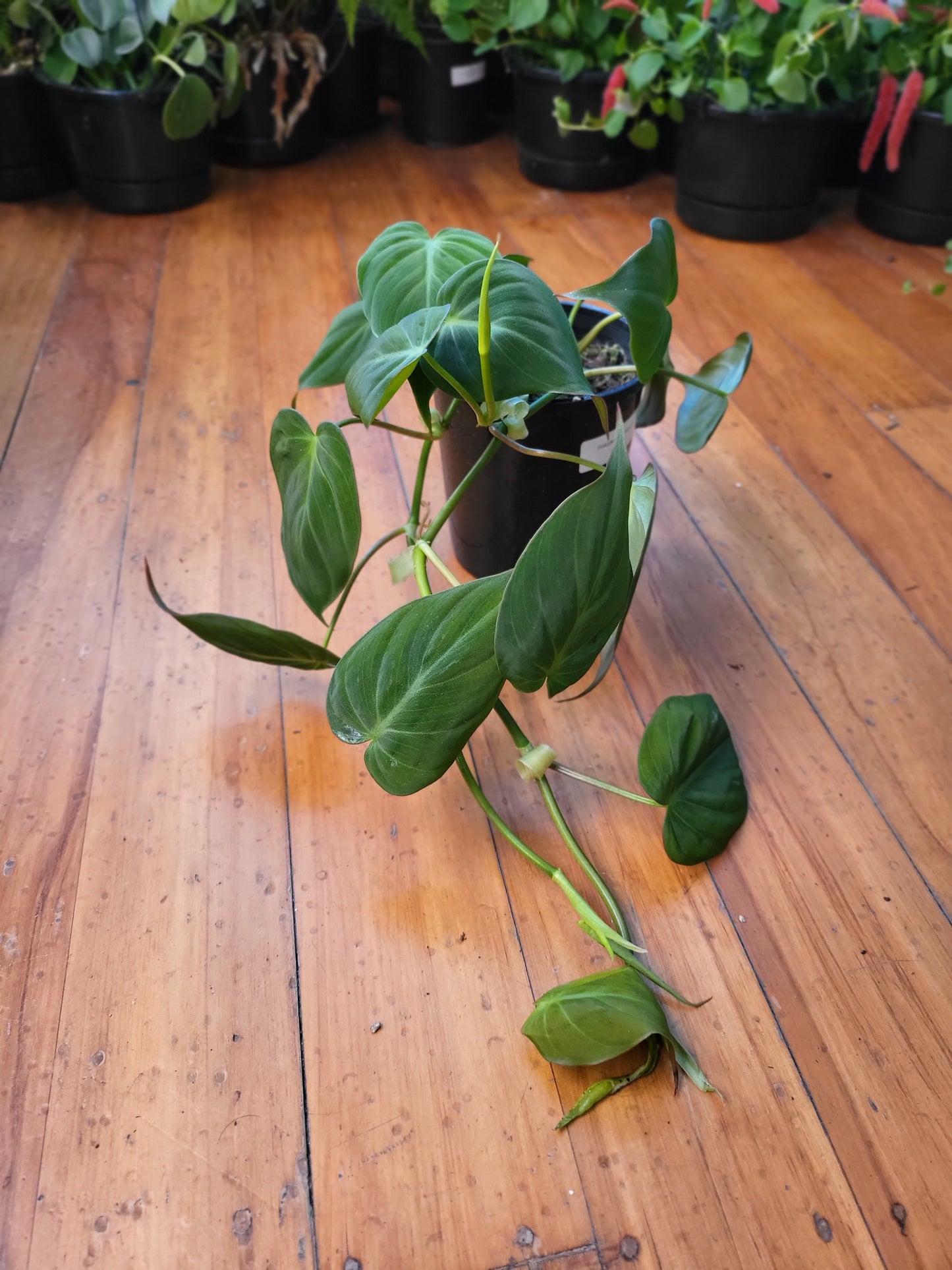 Philodendron Micans 13cm