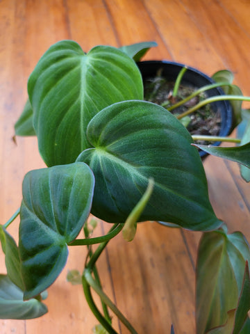 Philodendron Micans 13cm