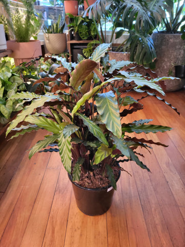 Calathea Rufibarba 23cm