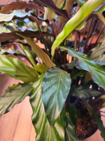 Calathea Rufibarba 23cm