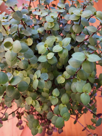 Callisia Repens (Bubbles) 14cm