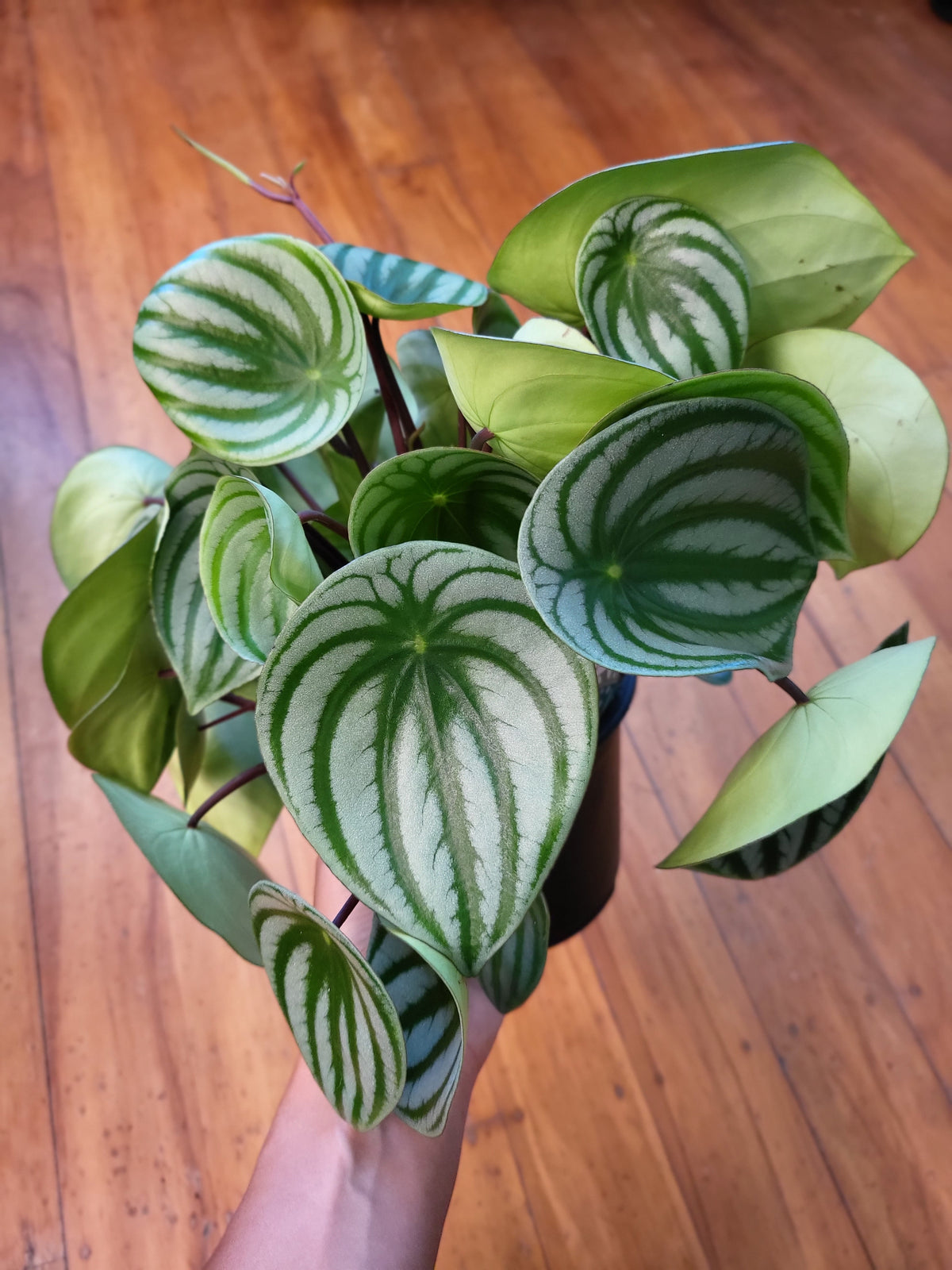 Peperomia Argyreia 'Watermelon Peperomia' 14cm