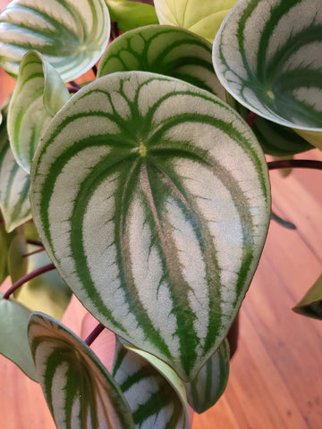 Peperomia Argyreia 'Watermelon Peperomia' 14cm