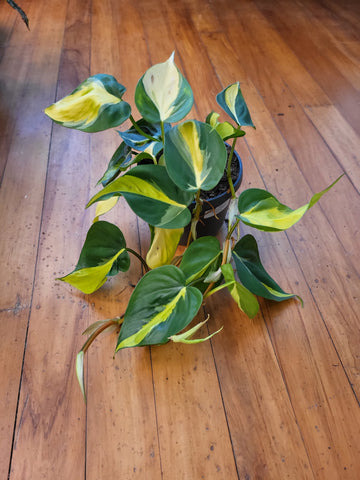 Philodendron Hederaceum - Brasil 17cm Basket