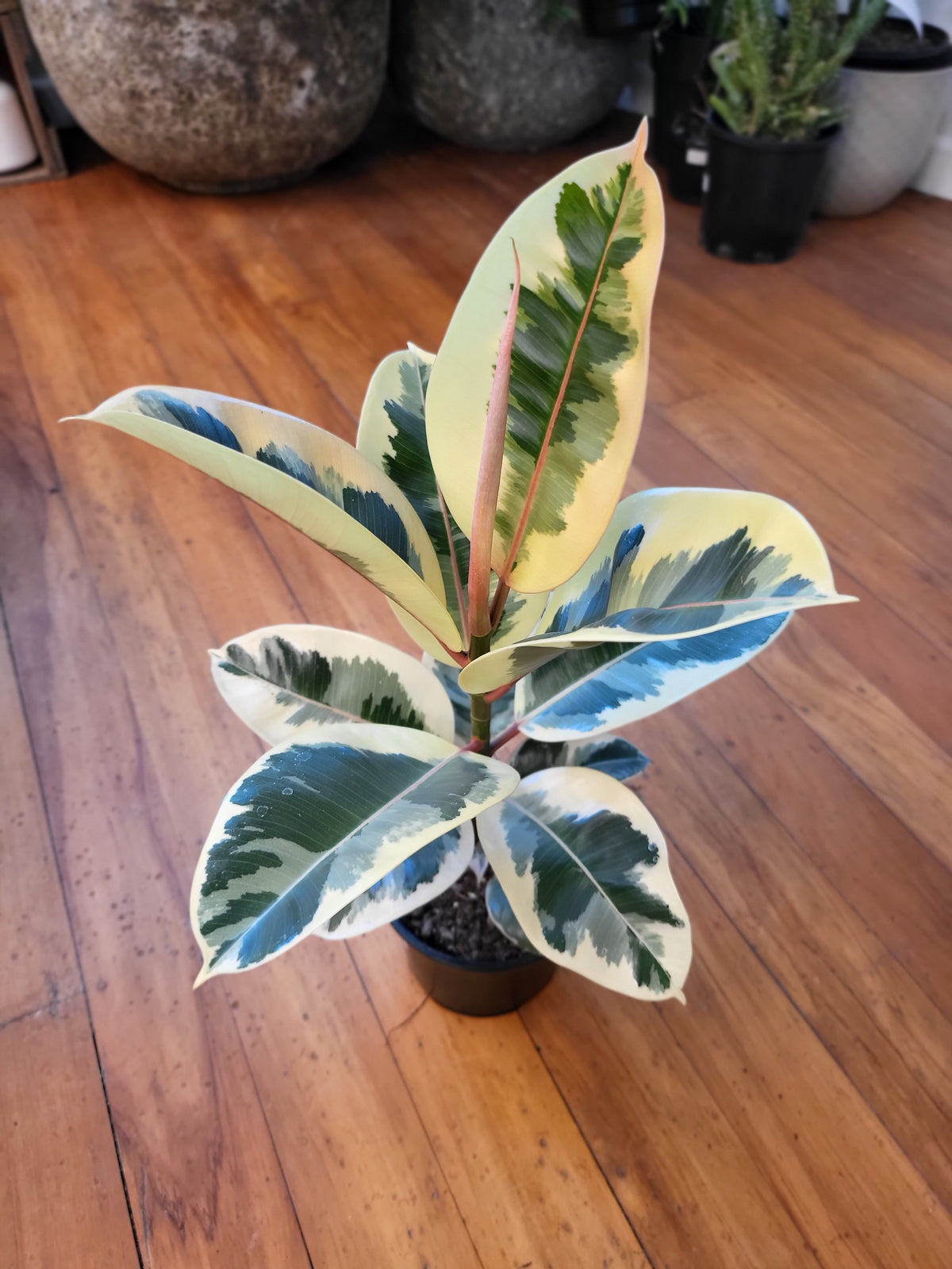 Ficus Elastica Tineke 14cm