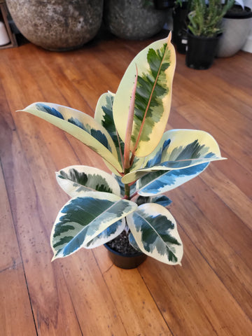 Ficus Elastica Tineke 14cm