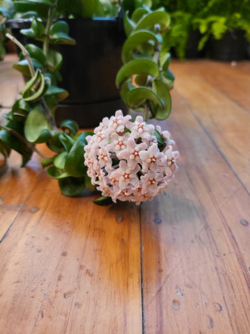 Hoya Compacta 'Hindu Rope' 12cm