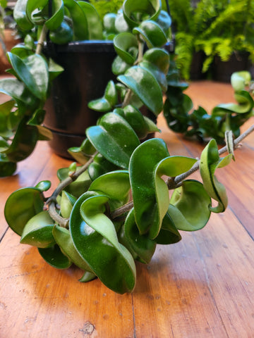 Hoya Compacta 'Hindu Rope' Triple Planted