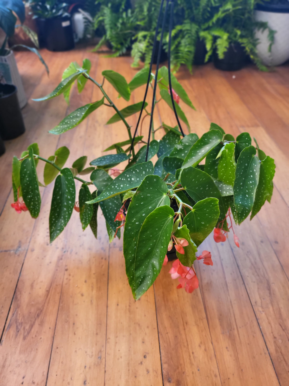 Begonia Rosea Picta 17.5cm Basket