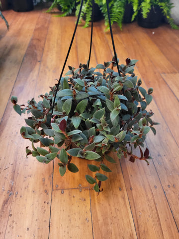 Cyanotis Kewensis 'Teddy Bear Vine' 17.5cm Basket