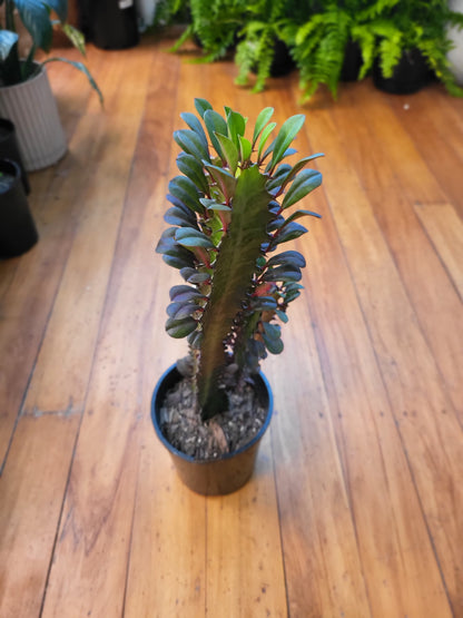 Euphorbia Trigona 'Purpurea' 14cm