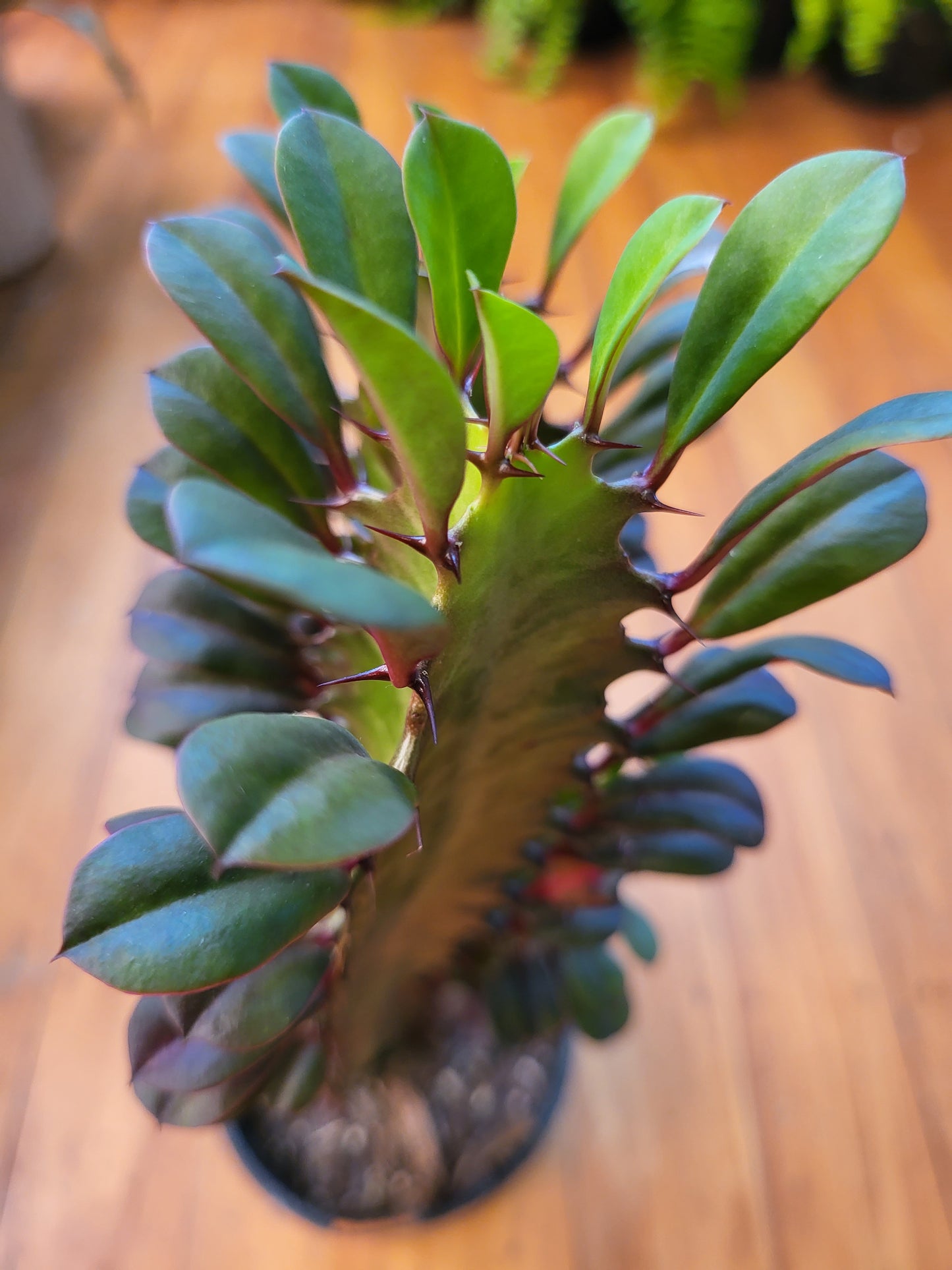 Euphorbia Trigona 'Purpurea' 14cm