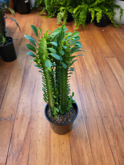 Euphorbia Trigona 'Green' 14cm