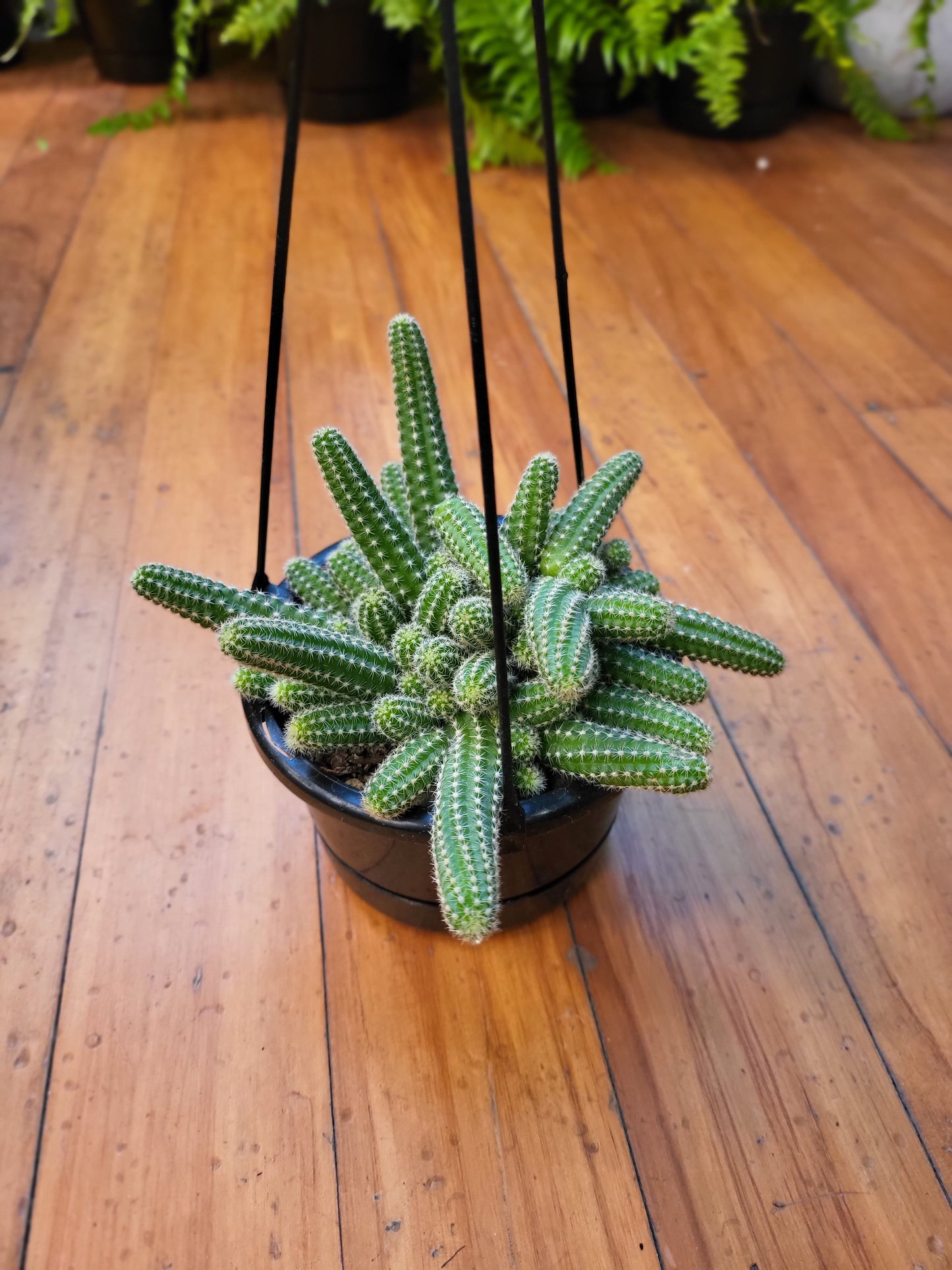 Echinopsis 'Hedgehog Cacti' 14cm Basket