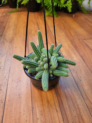 Echinopsis 'Hedgehog Cacti' 14cm Basket